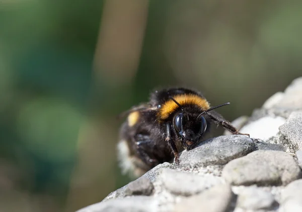 Hummel — Stockfoto