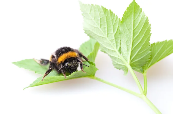 Hommel — Stockfoto