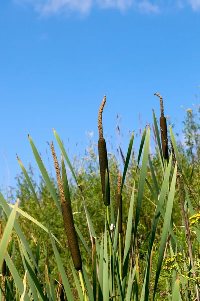 Cattails és nád — Stock Fotó