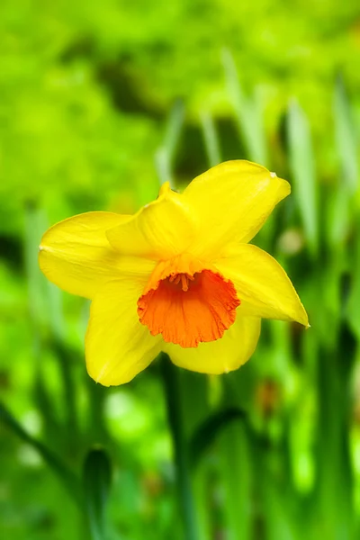 Narciso. — Foto de Stock