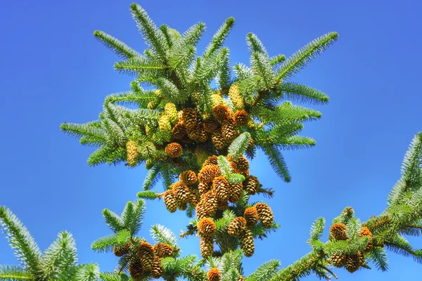 Cones — Fotografia de Stock