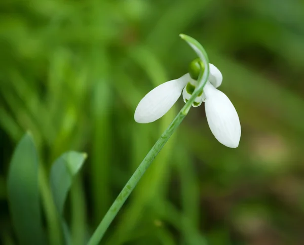 Schneeglöckchen — Stockfoto