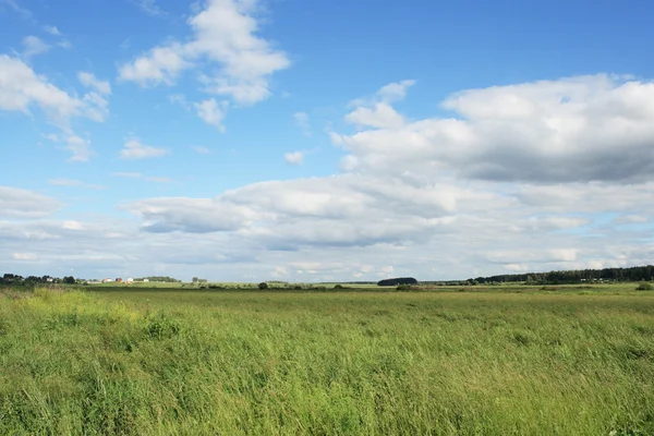 Feld im Sommer — Stockfoto