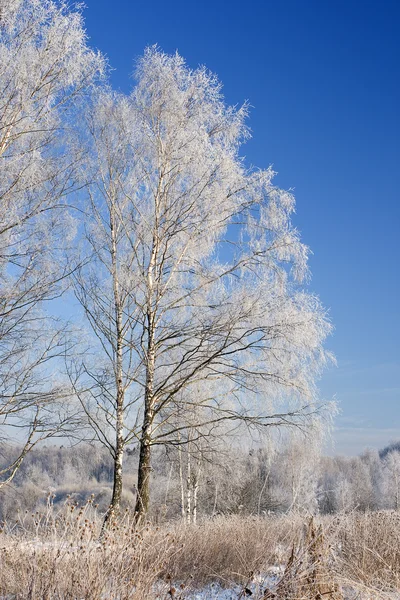 Frosted birch trees — Stock Photo, Image