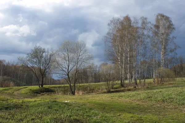 Břízy v dubnu — Stock fotografie