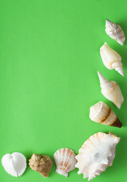 Conchas marinas en un papel —  Fotos de Stock