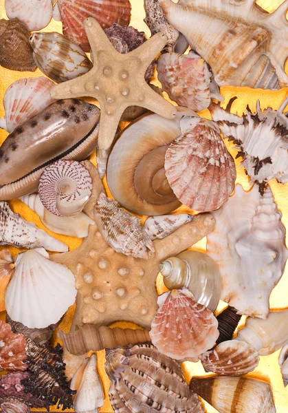 Una colección de conchas marinas — Foto de Stock