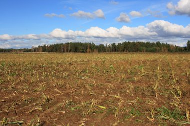 sonbaharda hasat alanı