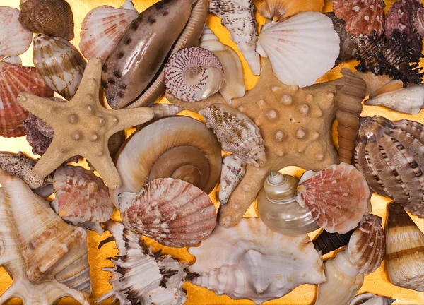 貝殻のコレクション — ストック写真
