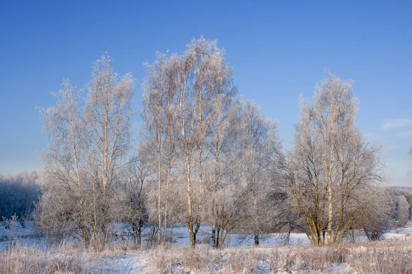 Frosted birch trees — Stock Photo, Image