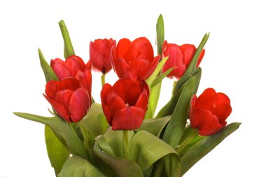 Beyaz arkaplanda kırmızı laleler izole edildi