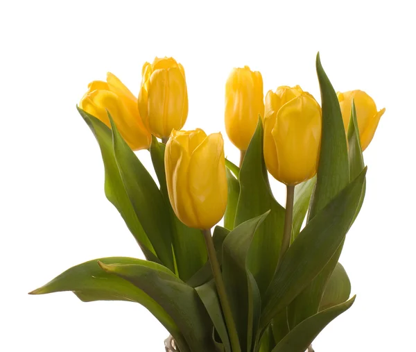 Gele tulpen geïsoleerd op witte achtergrond — Stockfoto