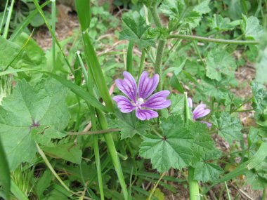 Çiçek açan ebegümeci, Malva sylvestris
