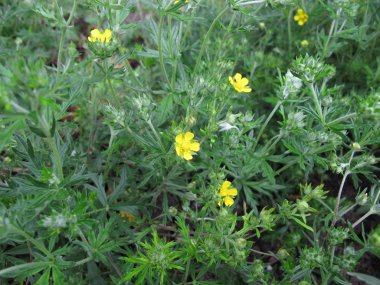 Çiçek açan Tormentil, Potentilla erecta