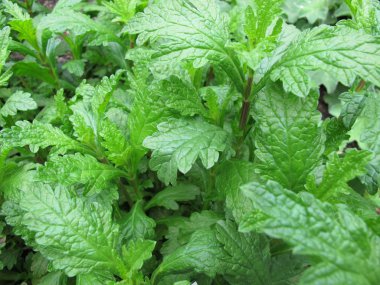 Ortak verbena, Verbena officinalis