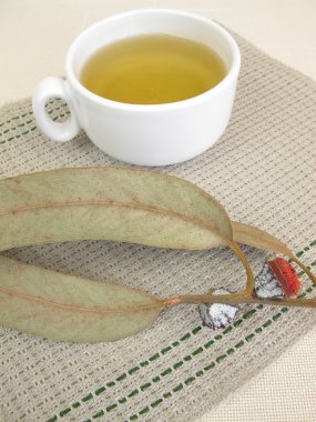 Okaliptüs çay