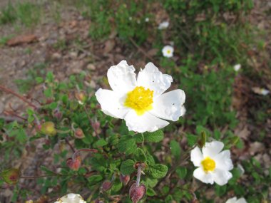 Rock-gül, Cistus salviifolius adaçayı yapraklı