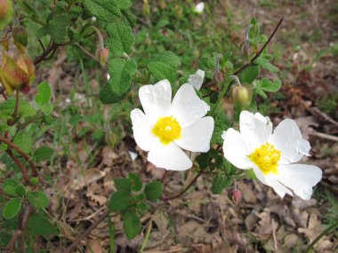 Rock-gül, Cistus salviifolius adaçayı yapraklı