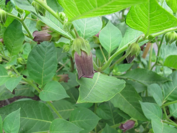 Blommande Belladonna, Atropa belladonna — Stockfoto