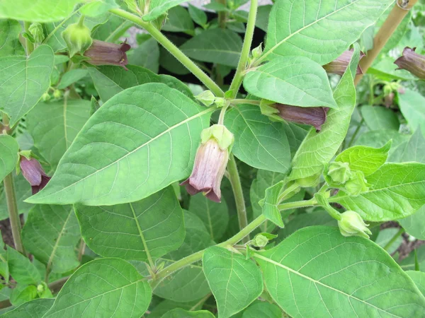 Kwitnienia Belladonna, Atropa belladonna — Zdjęcie stockowe