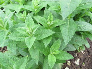 Su nane, Mentha aquatica