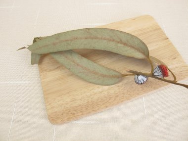 Okaliptüs dal meyve ile kurutulmuş