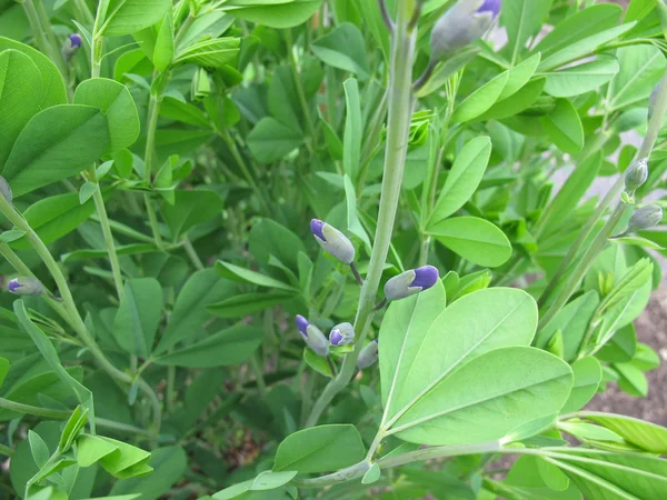 Floração amarelo falso índigo, baptisia tinctoria — Fotografia de Stock