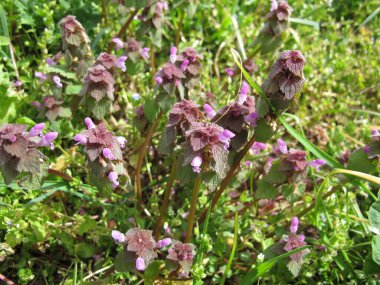 Mor ölü ısırgan otu, Lamium purpureum, bir tarlada