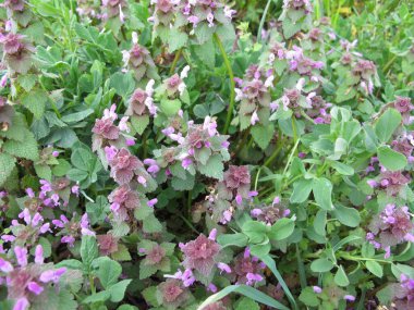 Mor ölü ısırgan otu, Lamium purpureum, bir tarlada