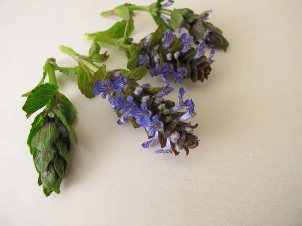 Hierbas Curativas Corneta Floración Azul Una Tabla Madera —  Fotos de Stock