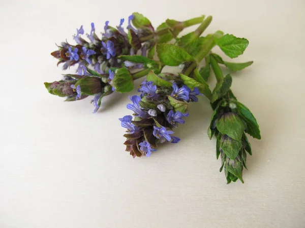 Helande Örter Blå Blomning Bugle Träskiva — Stockfoto