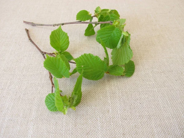 Hazelnut Twigs Young Hazelnut Leaves — Stock Photo, Image