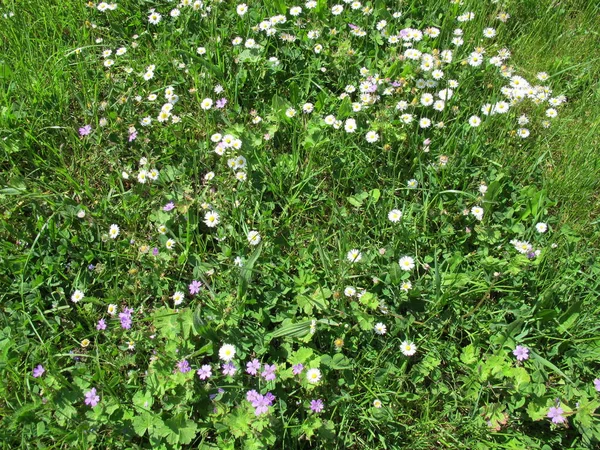 Unmown Meadow Daisies Blue Cranesbill Clover Grass Dandelion — Stock Photo, Image