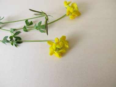 Sarı çiçekli kuş ayağı folyo, tahta tahtada lotus corniculatus.