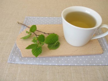 Fındık yaprağı çayı ve fındık yaprağı yapraklı dal.