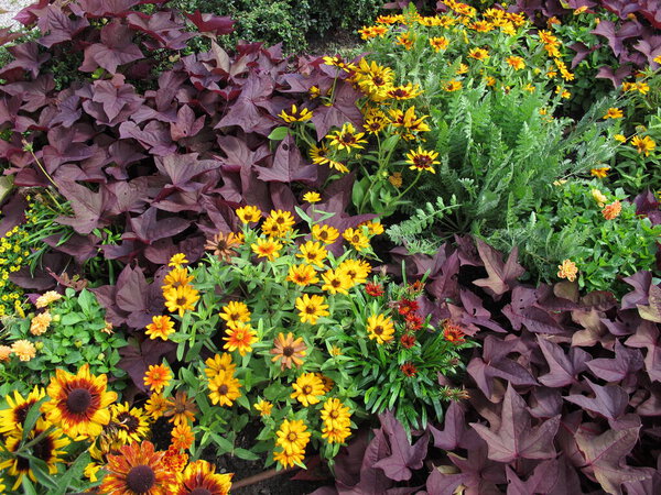 Flowerbed in the garden with black-eyed susan, coral bells, common tansy and zinnia