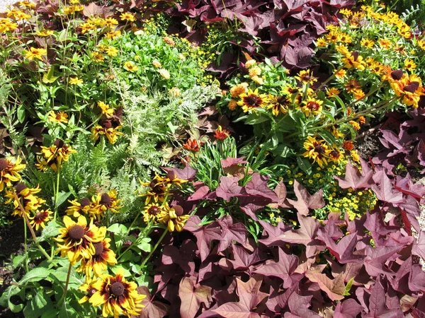 Flowerbed Garden Black Eyed Susan Coral Bells Common Tansy Zinnia — Fotografia de Stock