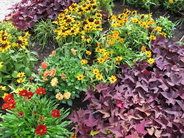 Flowerbed Garden Black Eyed Susan Coral Bells Common Tansy Zinnia — Stock Photo, Image