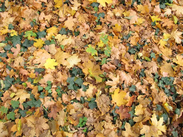 가을에 정원에 아이비 단풍나무 잎으로 덮는다 — 스톡 사진