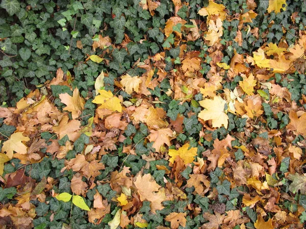 Gemalen Met Klimop Esdoorn Bladeren Late Herfst Tuin — Stockfoto