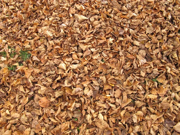 Soil Ground Covered Lime Leaves Late Autumn — Stock Photo, Image