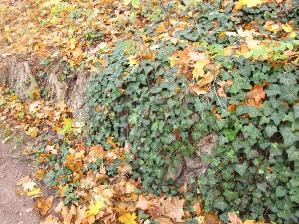 Oude Natuurstenen Muur Begroeid Met Klimop Herfstbladeren Grond — Stockfoto