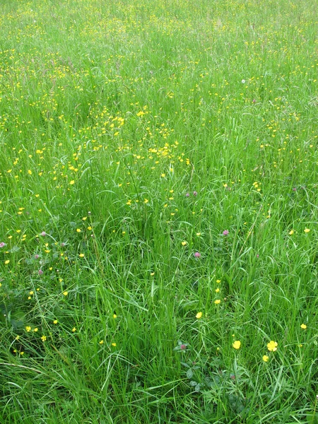 Meadow with buttercups — Stock Photo, Image