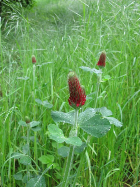 Kryddnejlika, Trifolium incarnatum — Stockfoto