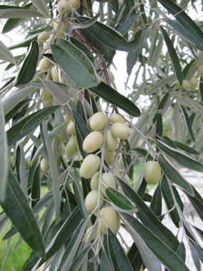 Gümüş berry