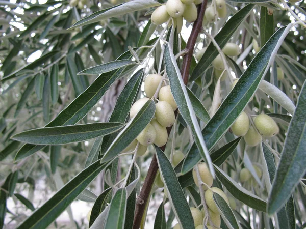 Bayas de plata — Foto de Stock