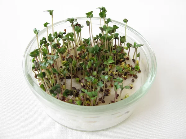 Broccoli sprouts — Stock Photo, Image