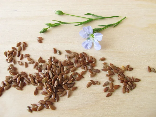 Semi di lino e fiore di lino blu — Foto Stock