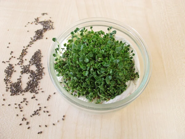 Sprouted chia seeds — Stock Photo, Image