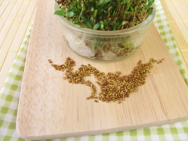 Alfalfa zaden en spruiten — Stockfoto